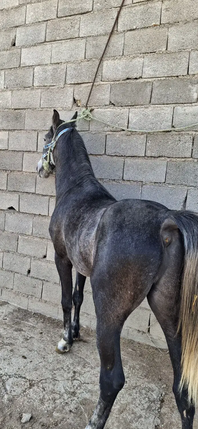 نریان۴ساله|اسب و تجهیزات اسبسواری|شیراز, سلطان آباد|دیوار