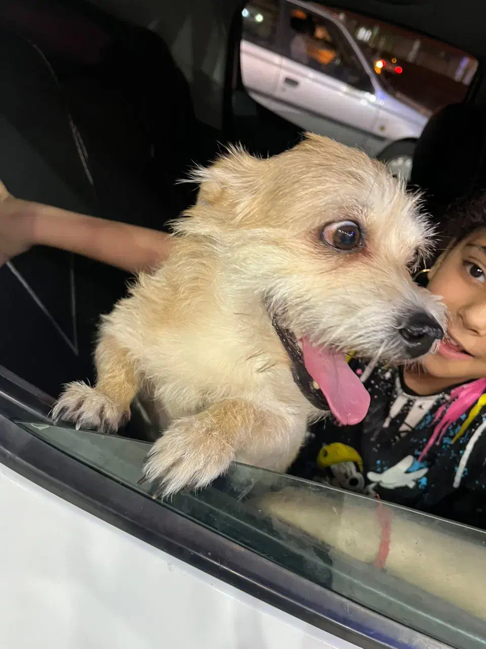 سگ گمشده|حیوانات|آبادان, |دیوار