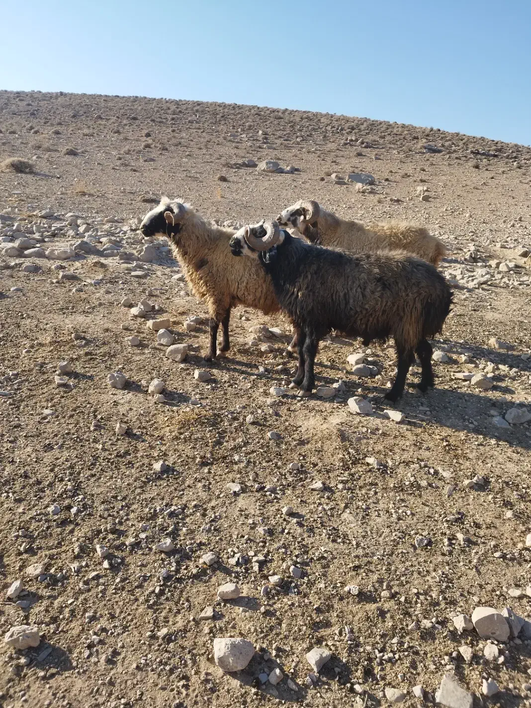 فروش قوچ بذری|حیوانات مزرعه|فسا, |دیوار