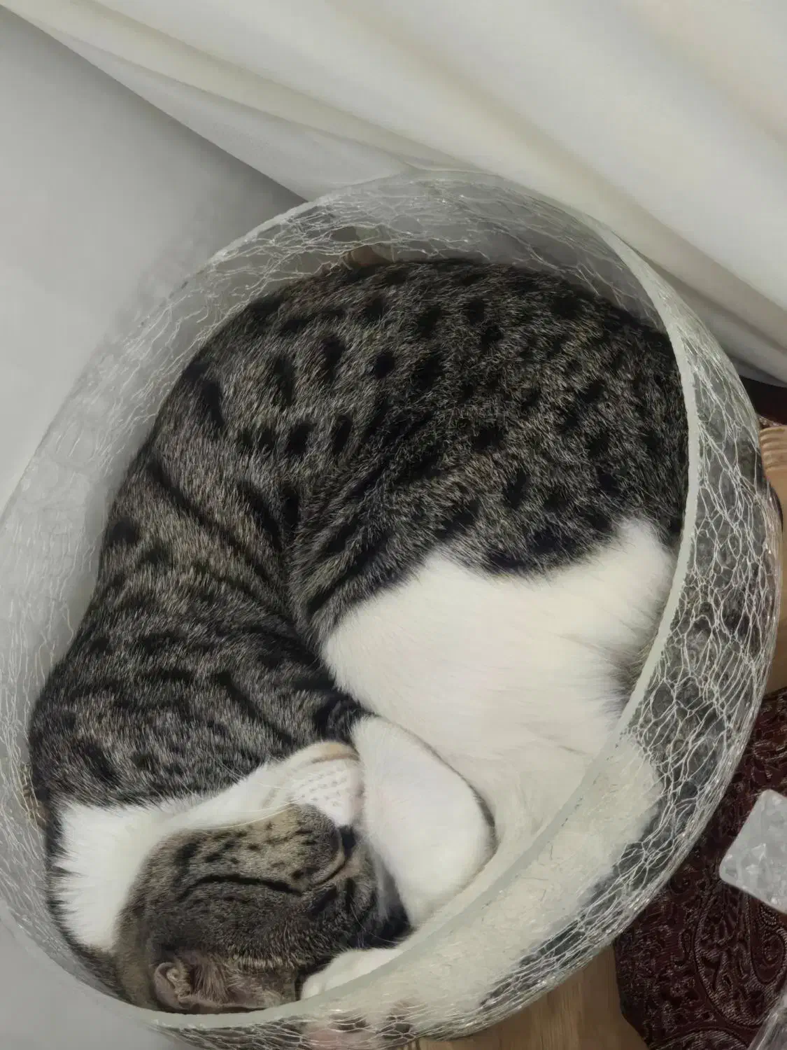 گربه گمشده|حیوانات|اندیشه, اندیشه فاز ۳|دیوار