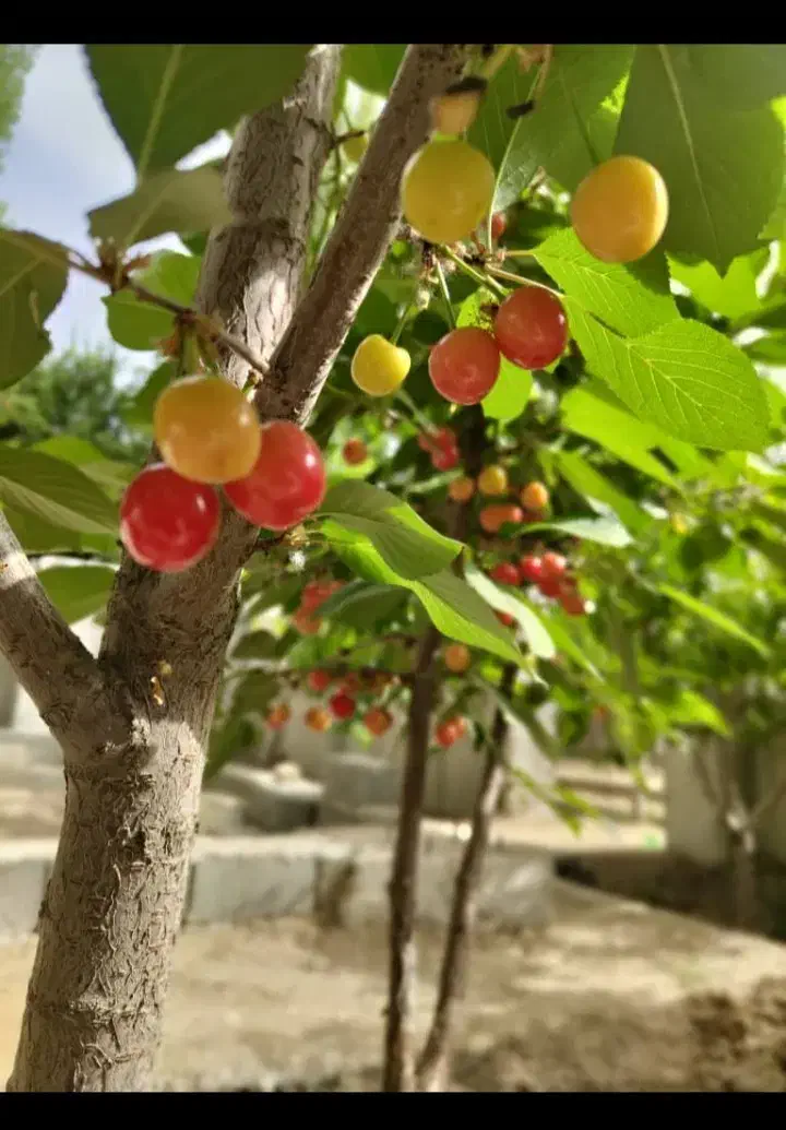 باغچه/ویلا/استخردار/سعیدآباد|فروش خانه و ویلا|هشتگرد, ایقربلاغ|دیوار