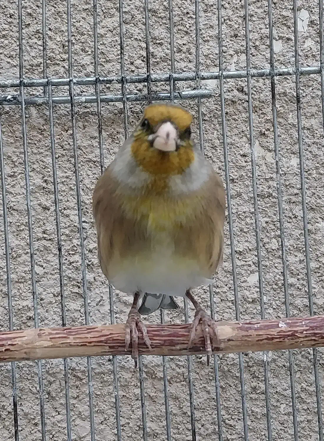 سهره قناری مست خون شلاقی پررو|پرنده|مشهد, شهرک مهر آباد|دیوار