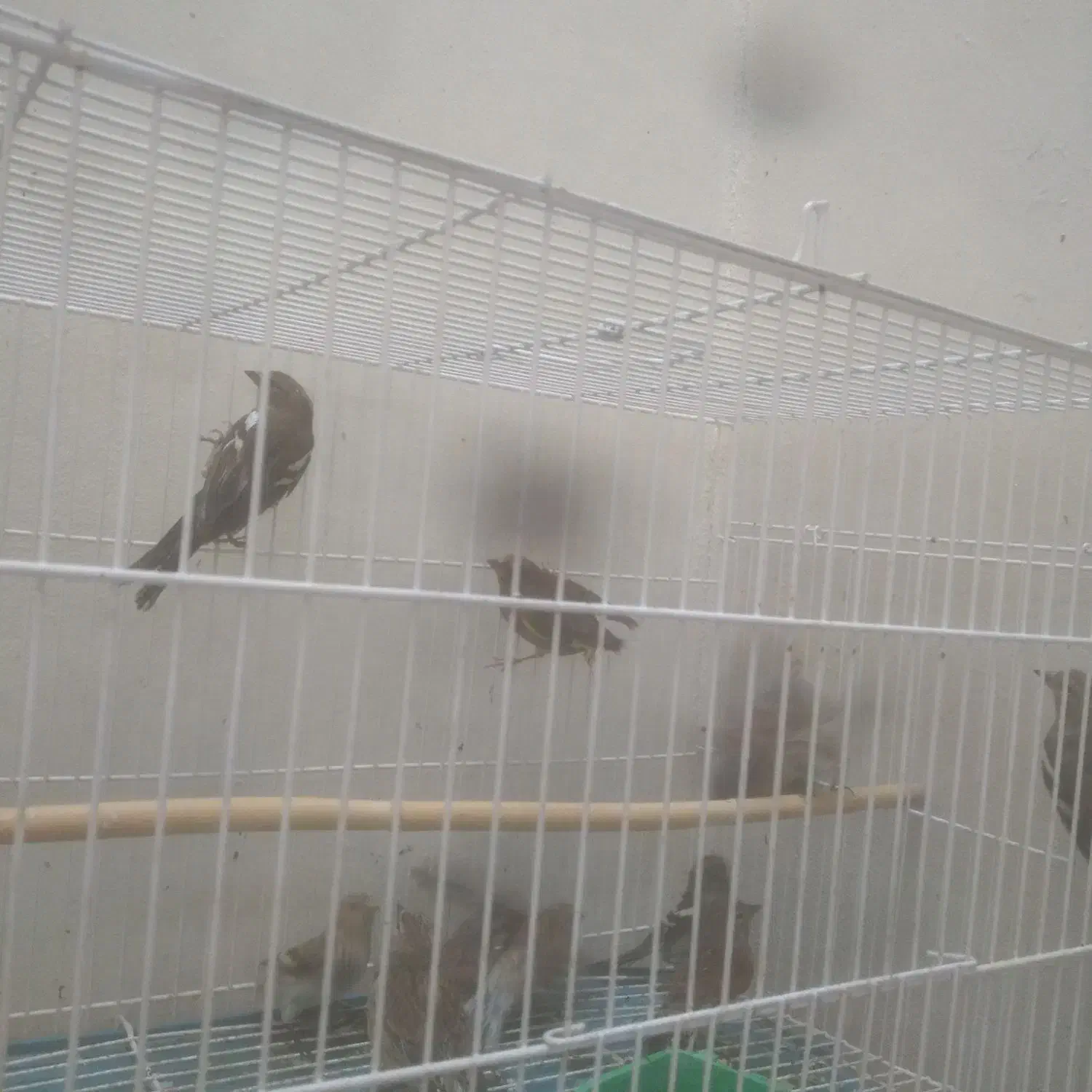 سره|پرنده|خمینی‌شهر, |دیوار