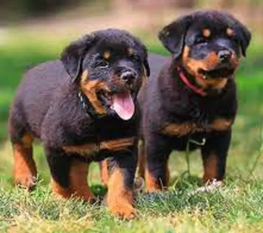 شاه توله نر روتوایلر توله های 70 روزه میکروچیب دار|سگ|قدس, معادن شن و ماسه|دیوار