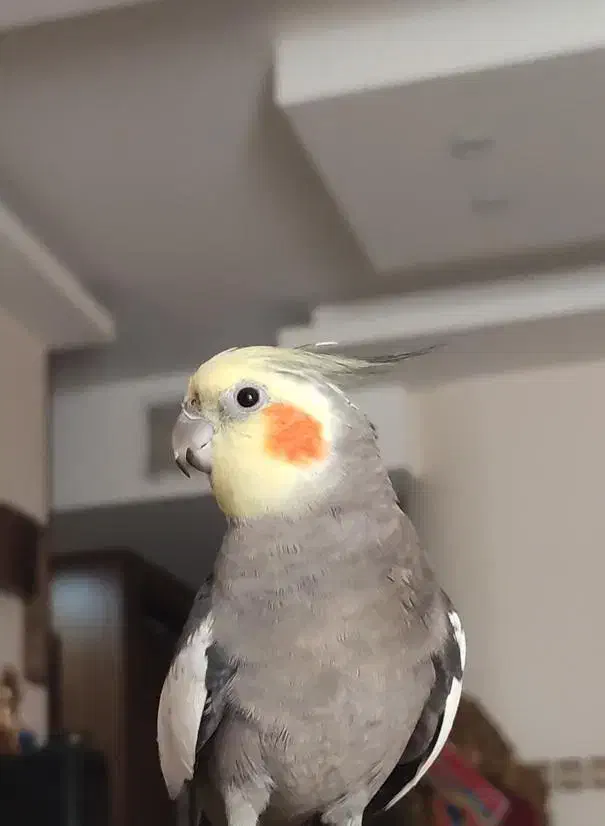 گمشده،مژدگانی میلیونی|حیوانات|اصفهان, رحیمآباد|دیوار