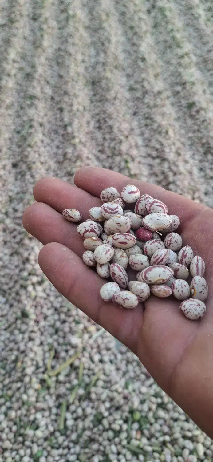 لوبیاچیتی بذری وخوراکی|خوردنی و آشامیدنی|درودزن, |دیوار