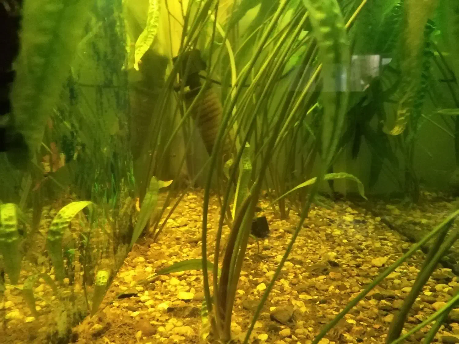 فروش آکواریوم 1متردر40در60|ماهی|آمل, |دیوار