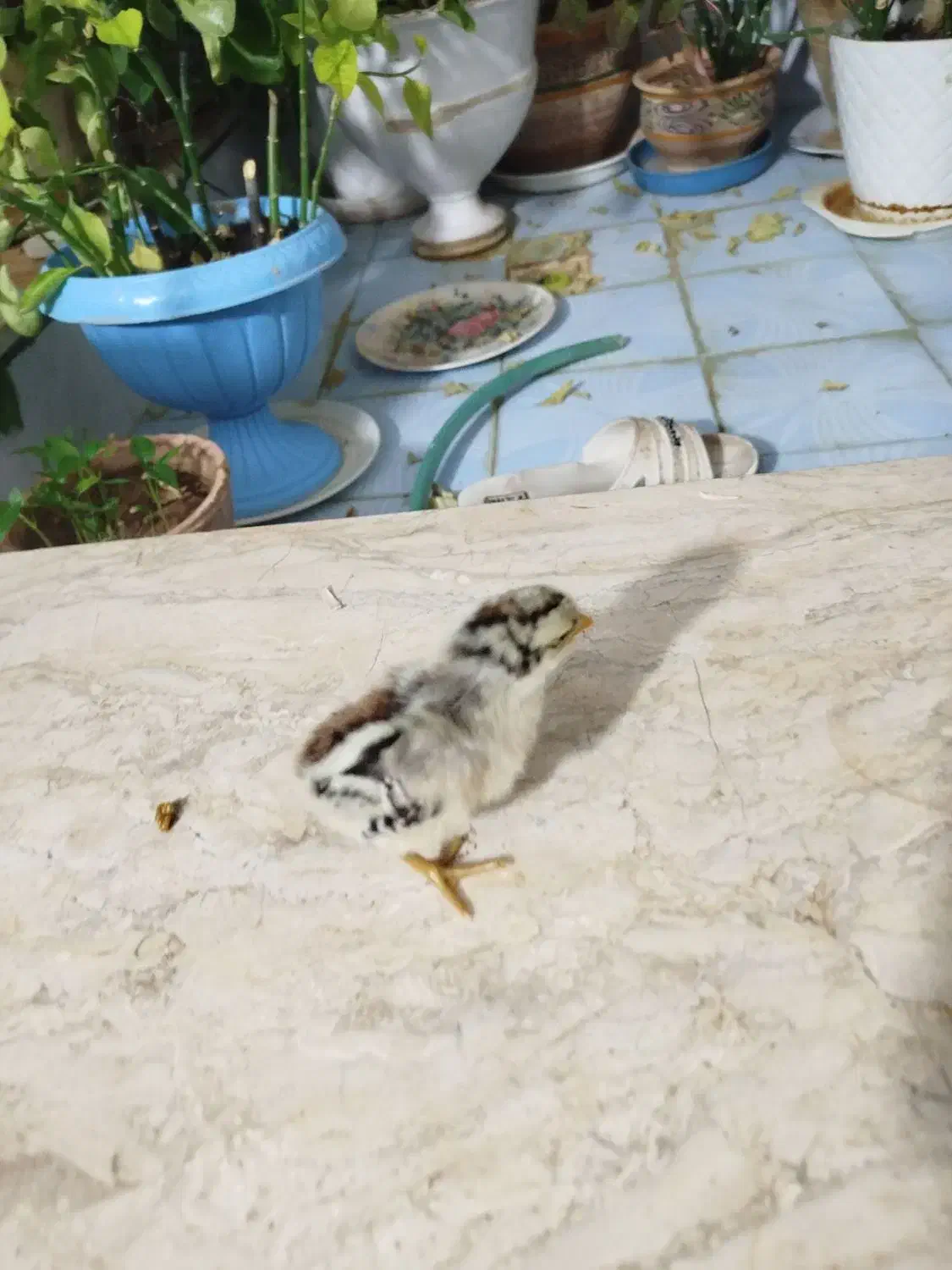 خروس|حیوانات مزرعه|خرم بید, |دیوار