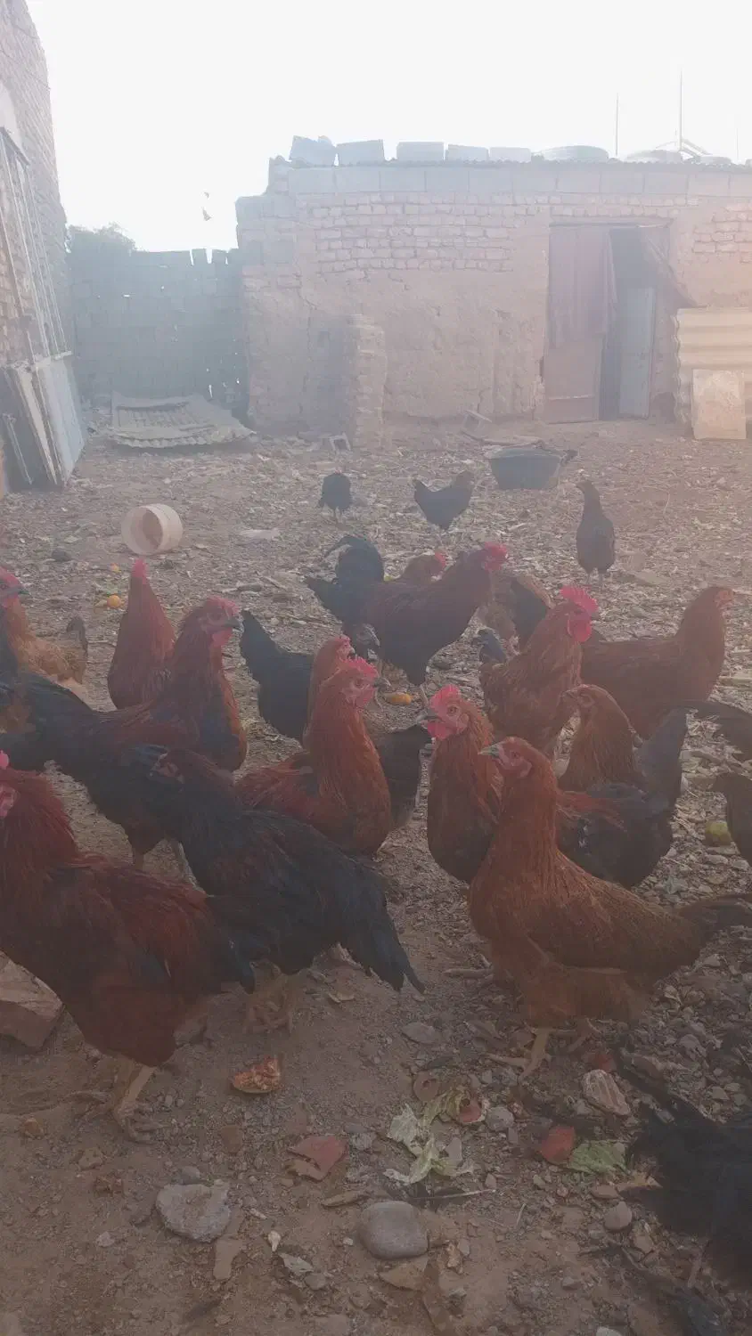 تعداد ۵۰عدد مرغ ویروس فروشی|حیوانات مزرعه|سلامی, |دیوار