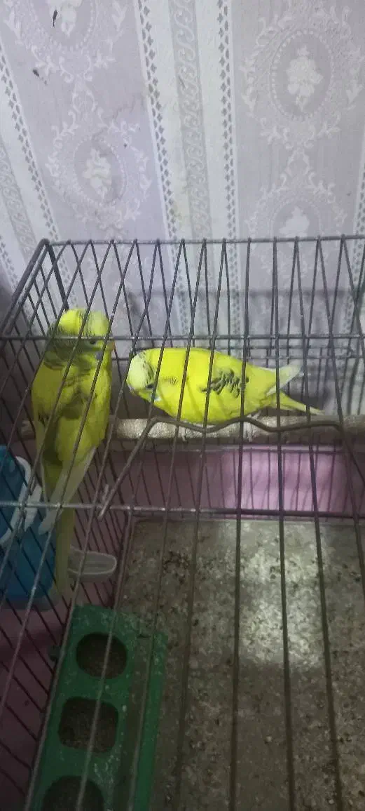 پرنده|پرنده|قدس, شهرقدس|دیوار