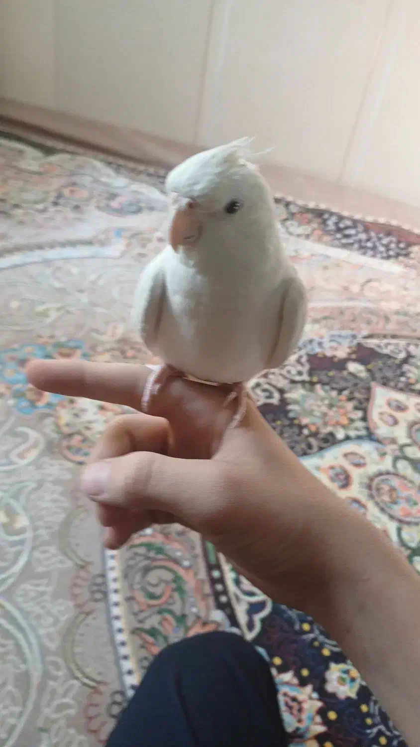 عروس هلندی البینو|پرنده|قم, شهرک امام حسن|دیوار