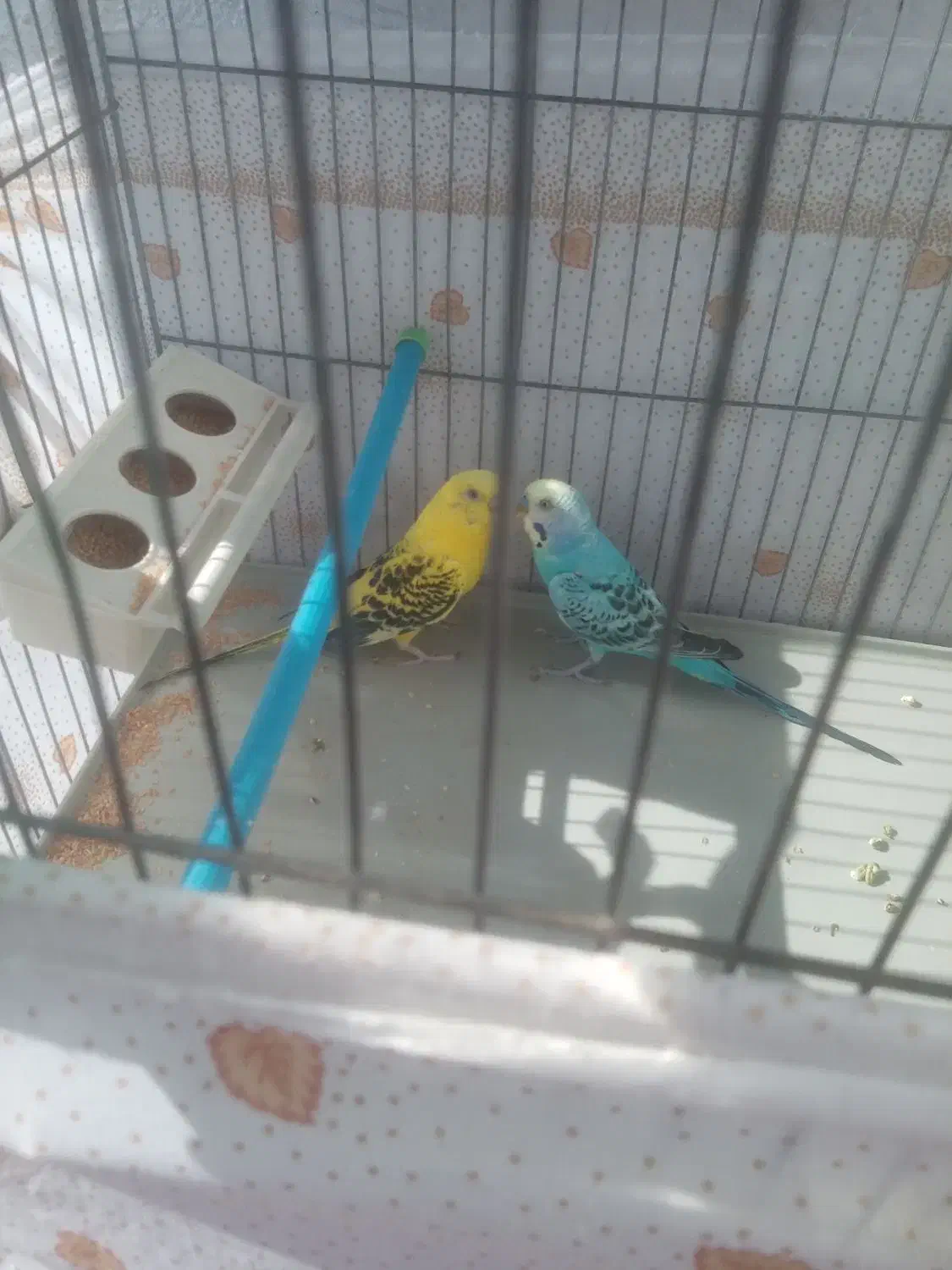 یک جفت مرغ عشق به فروش میرسد|پرنده|تبریز, |دیوار