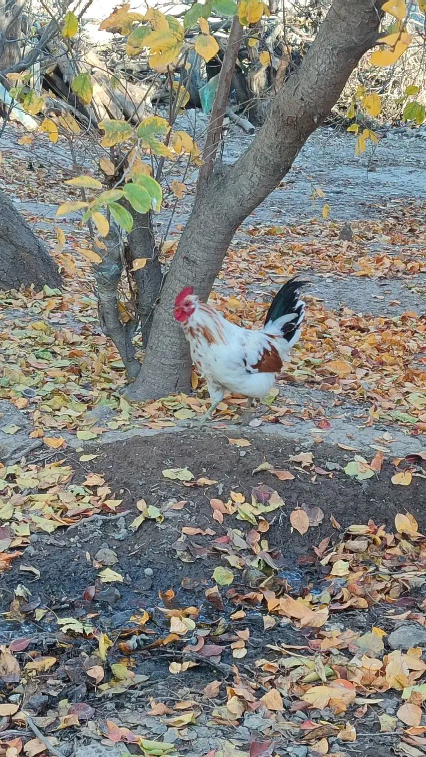 مرغ و خروس گلین|حیوانات مزرعه|ویلکیج, |دیوار