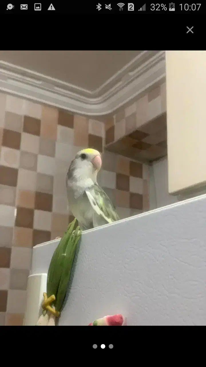 فروش و معامله ..کوتوله دستی|پرنده|مهر, |دیوار