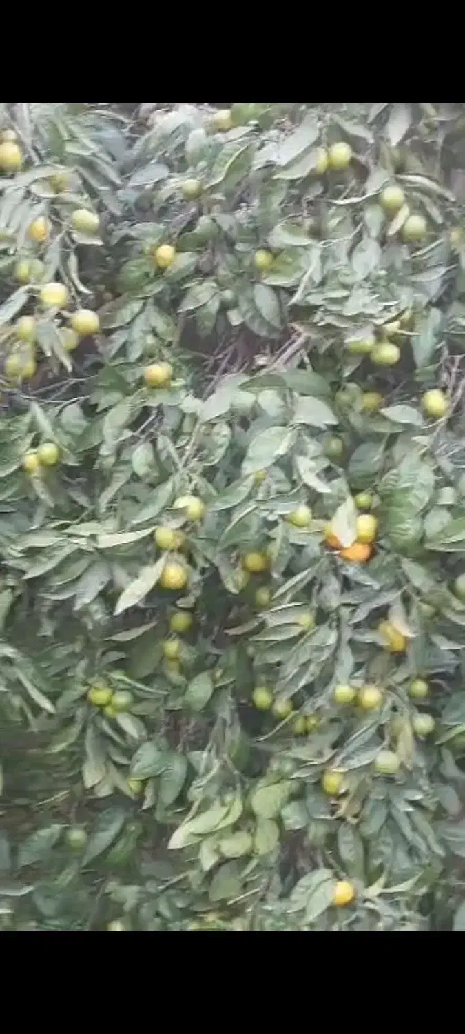 نارنگی و پرتقال|خوردنی و آشامیدنی|قائمشهر, |دیوار