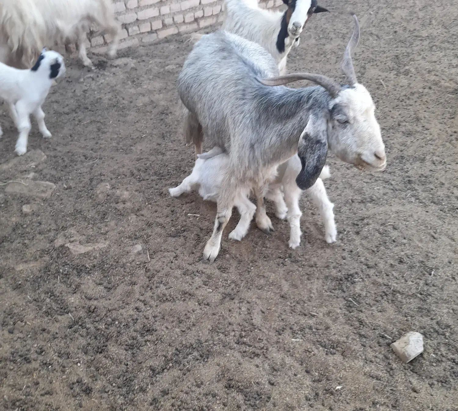 تعداد ۵راس بز  دوقولو  جوان  همراه  ۱۰راس بزغاله|حیوانات مزرعه|شریف‌آباد, |دیوار