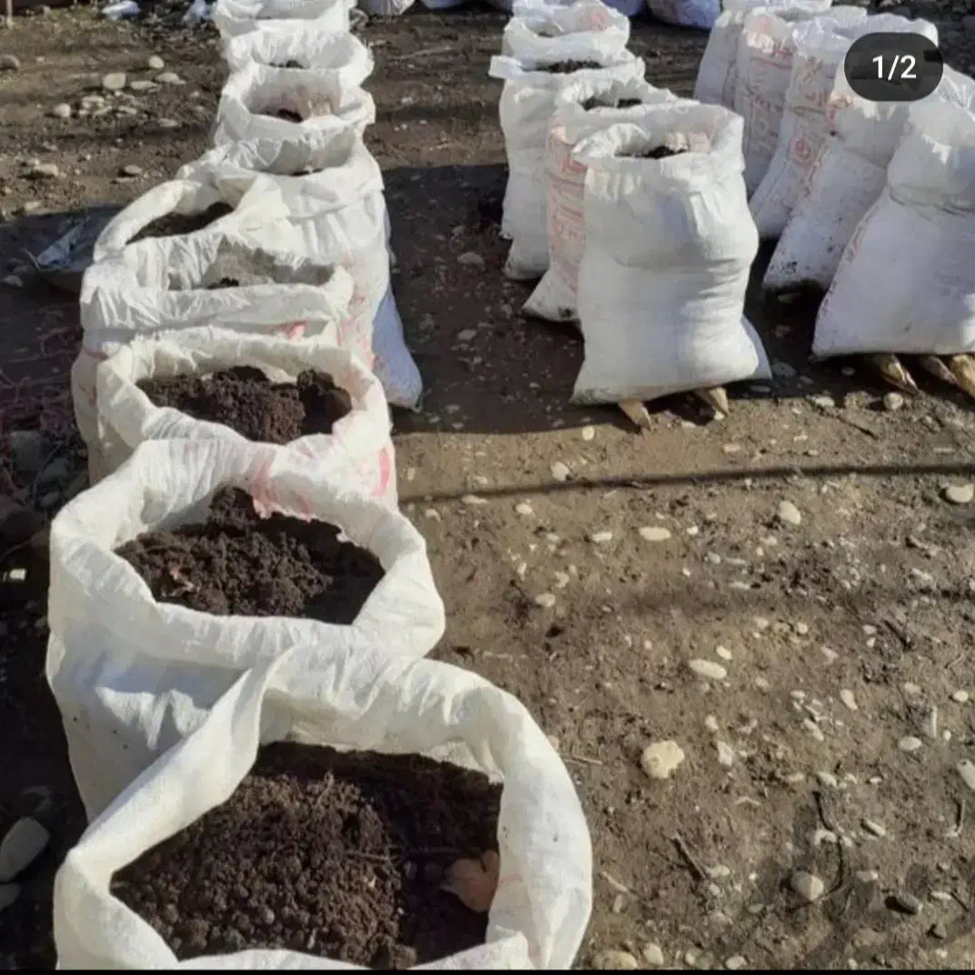 کود حیوانی گاوی پوسیده و خاک باغچه درجه یک|خدمات باغبانی و درختکاری|رشت, توشیبا|دیوار