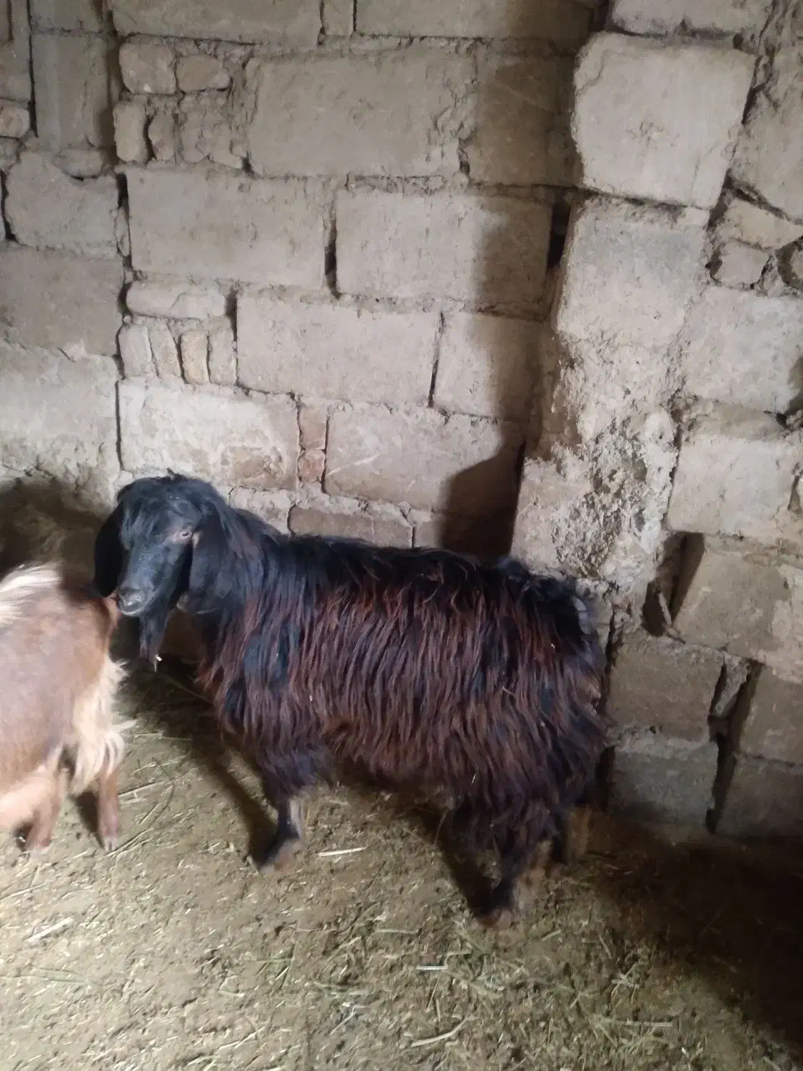 بزغاله چاق چاق|حیوانات مزرعه|اسدآباد, |دیوار