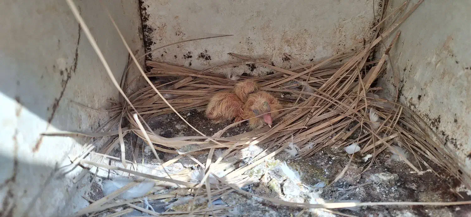 فروش تعدادی کبوتر|پرنده|هندیجان, |دیوار