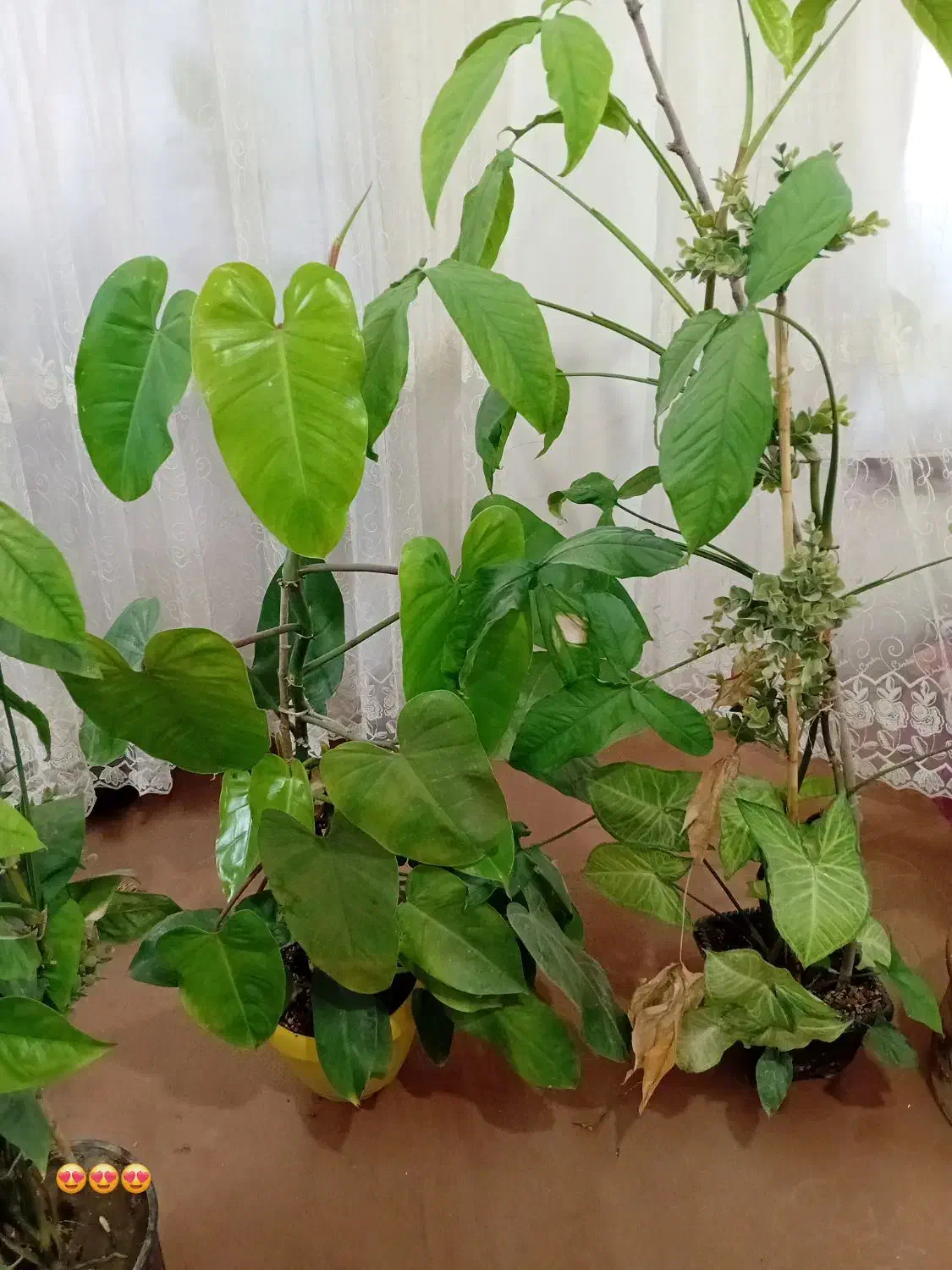 گل طبیعی|گل و گیاه طبیعی|چناران, |دیوار