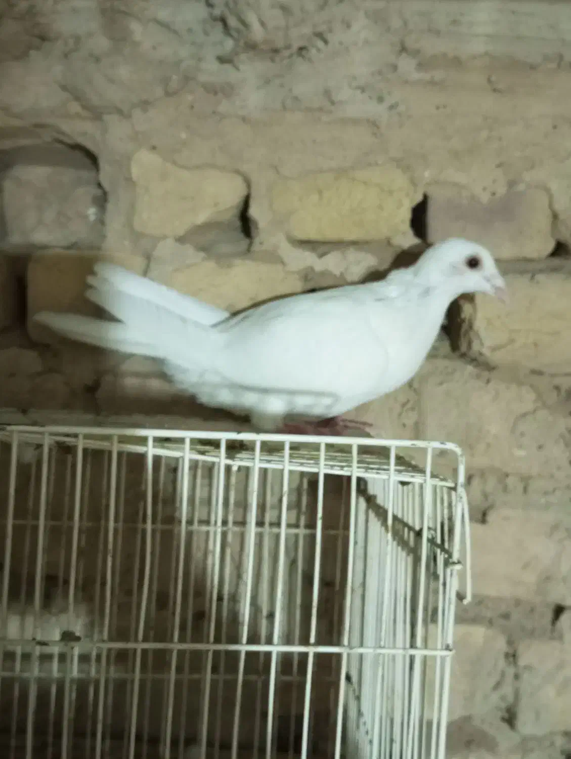 کفتر تکی زاغه و سفید و ساده و سار دم سیا کاکلی|پرنده|بردسکن, |دیوار