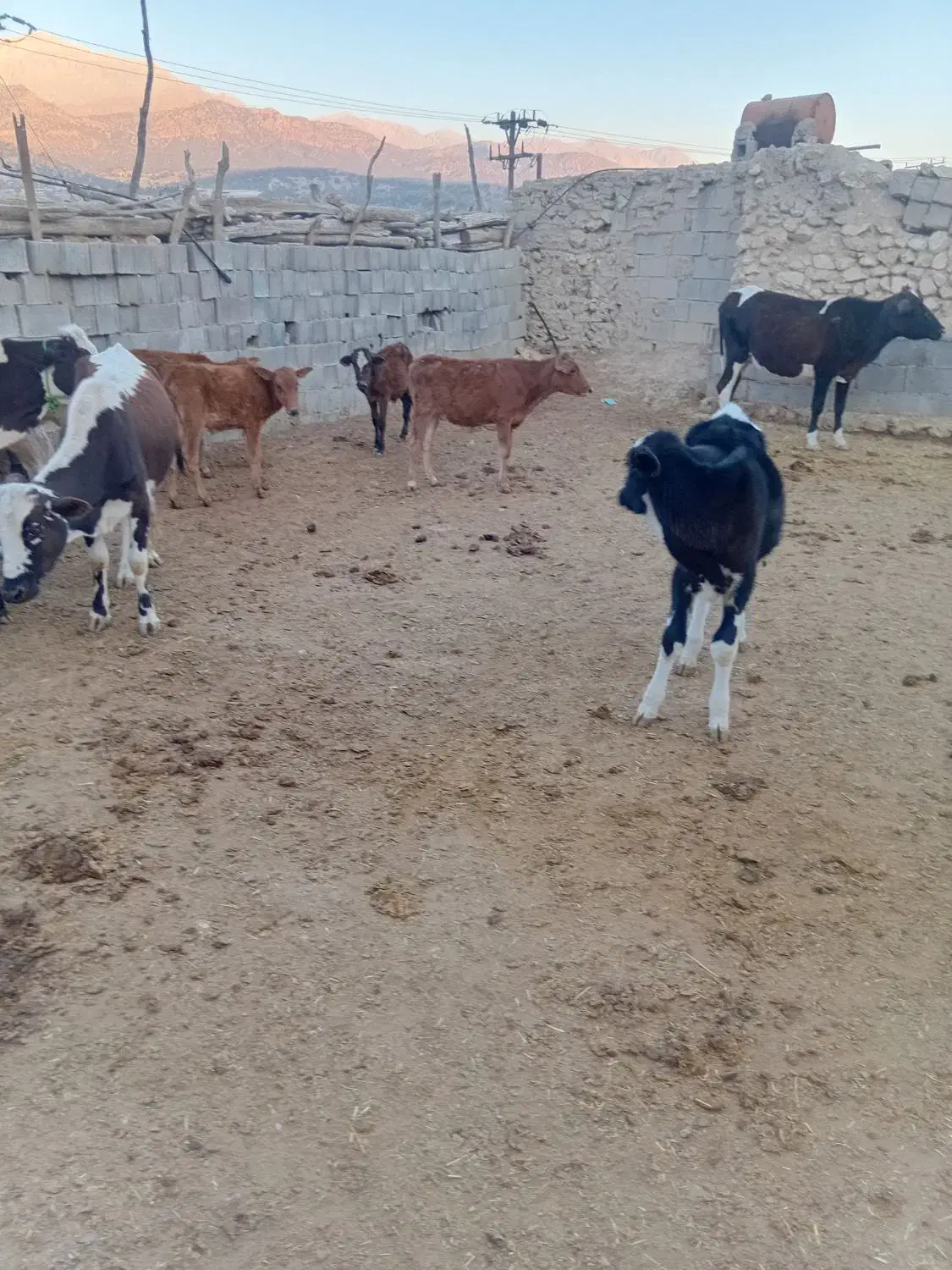 یاسوج گوساله گاو|حیوانات مزرعه|سپیدان, |دیوار