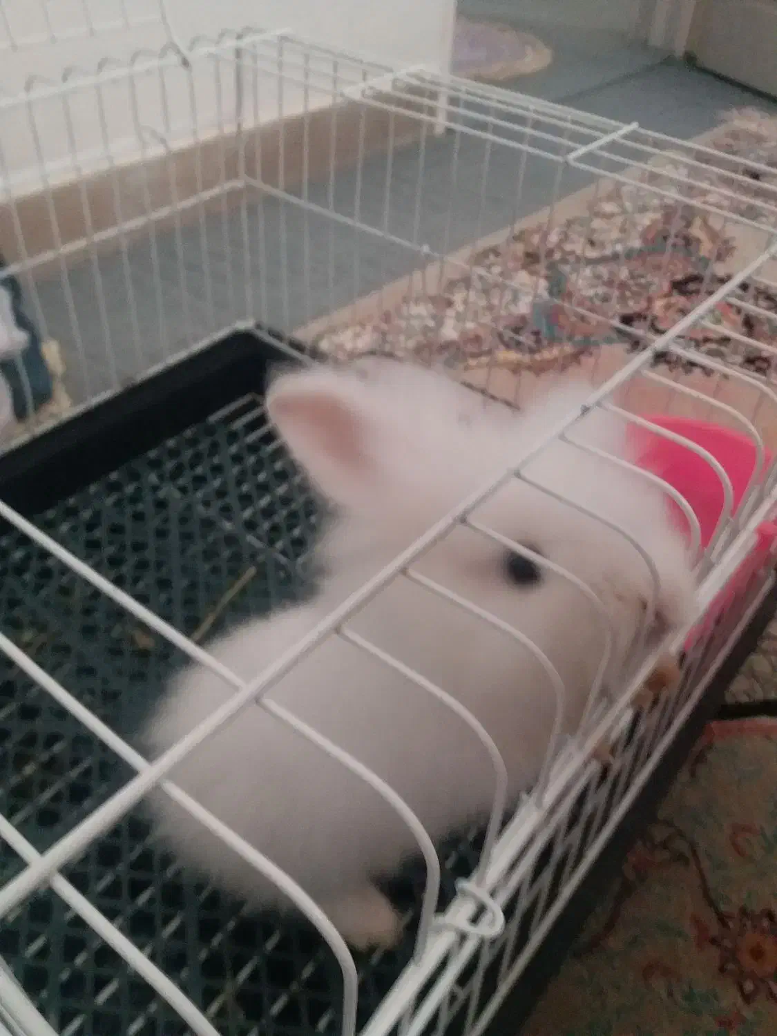 خرگوش لوپ|موش و خرگوش|اردبیل, |دیوار