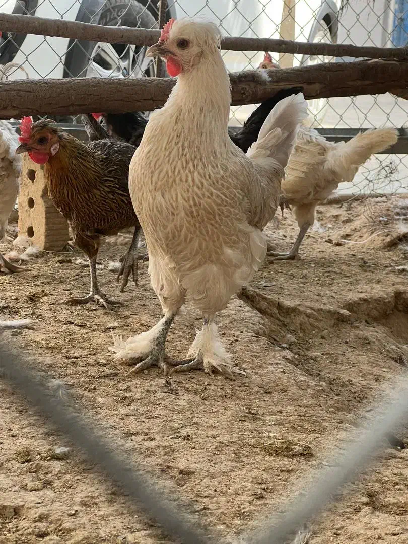 مرغ وخروس|حیوانات مزرعه|گراش, |دیوار