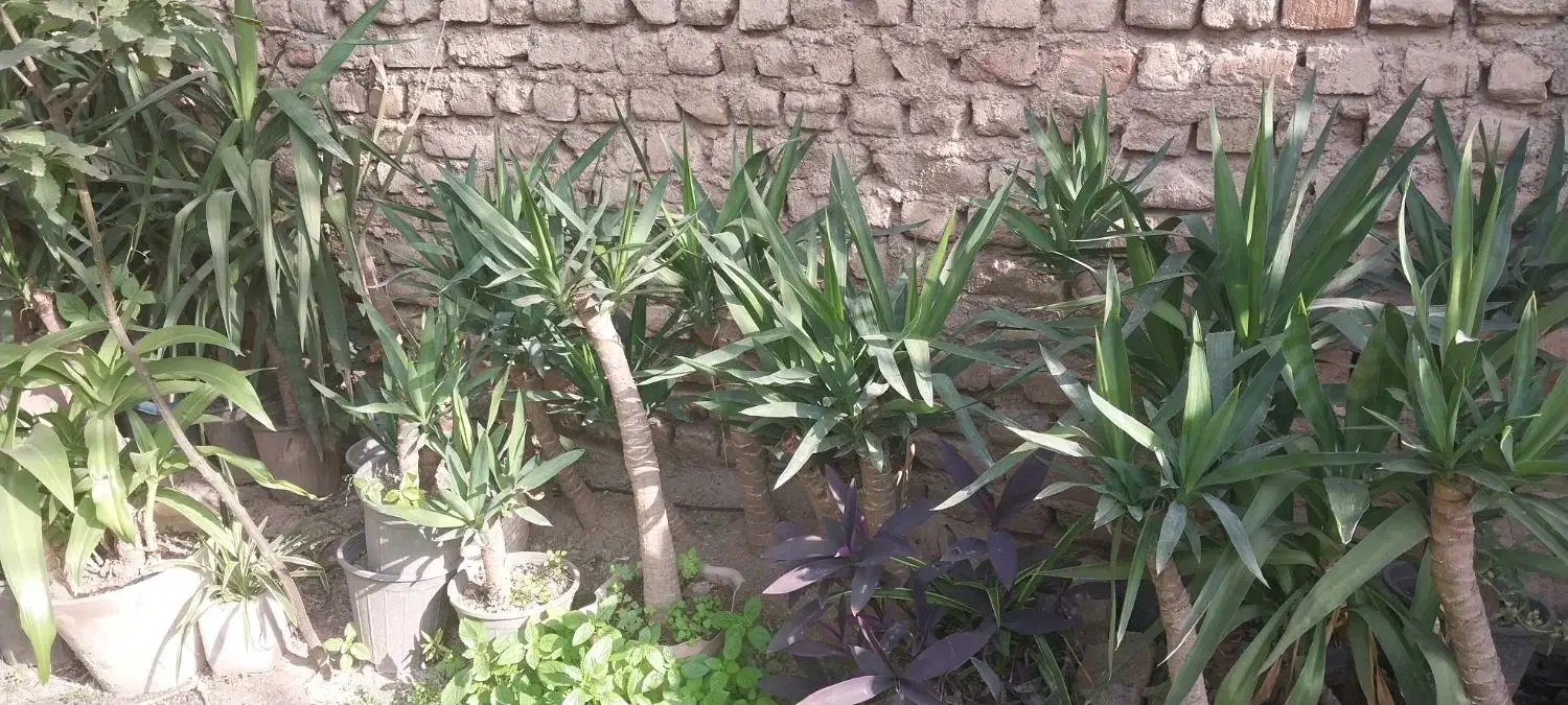 ۴۰ گلدان بنسای یوکا|گل و گیاه طبیعی|گرگان, |دیوار