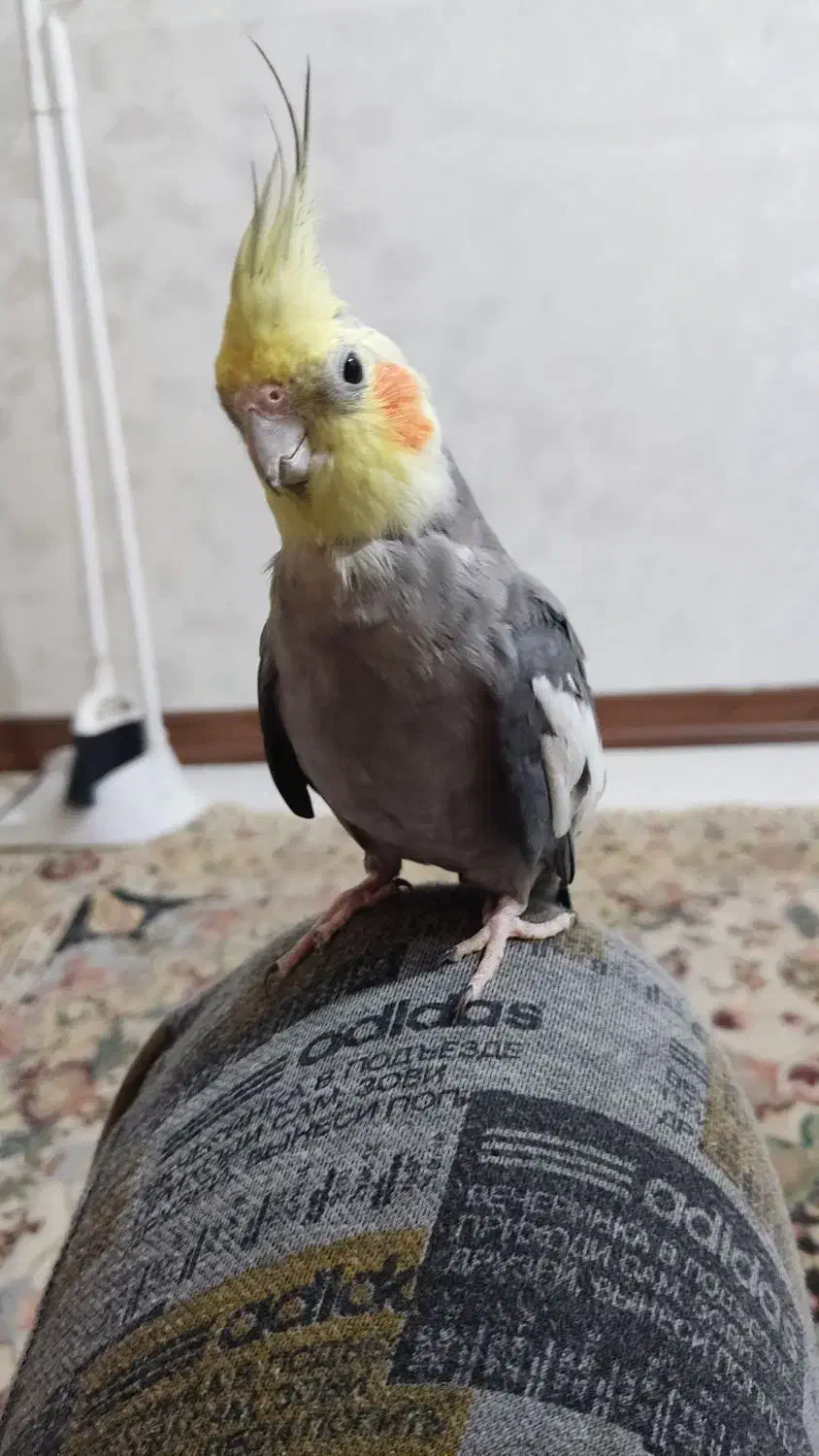 عروس هلندی نر|پرنده|اهواز, کوی بشارت|دیوار