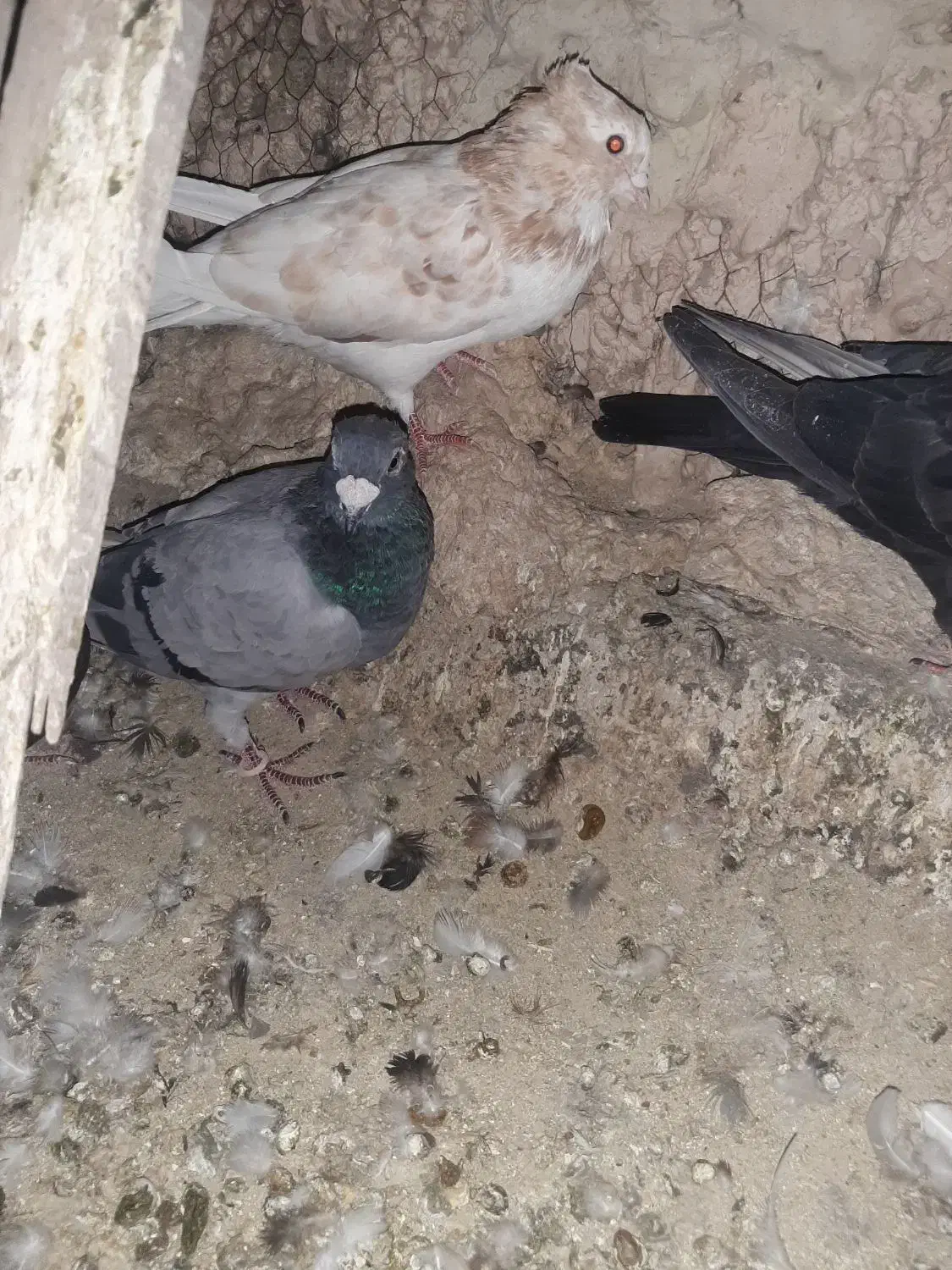 ۷تا کبوتر مسافتی|پرنده|ارومیه, |دیوار