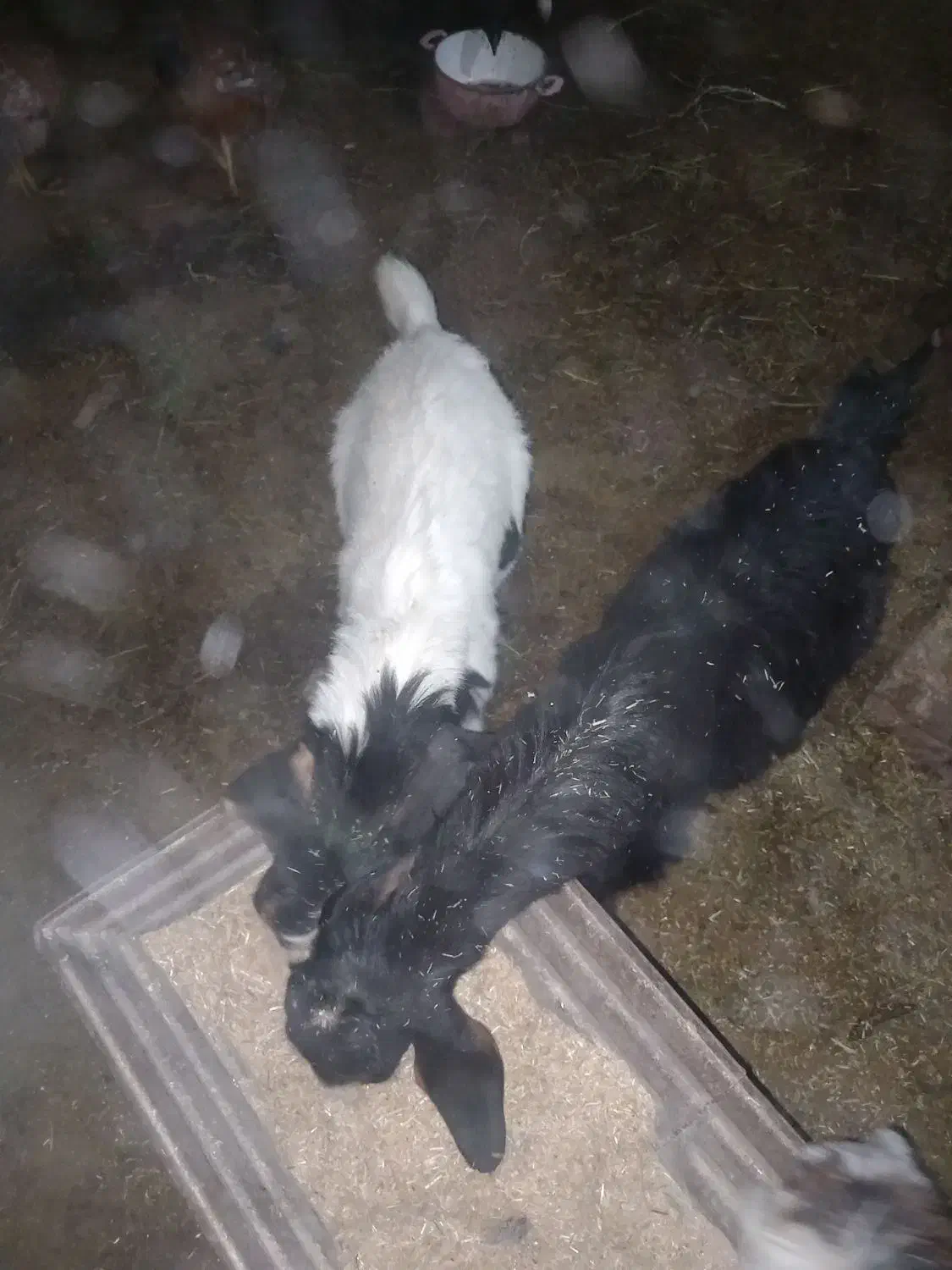 بزفروشی|حیوانات مزرعه|بجنورد, |دیوار