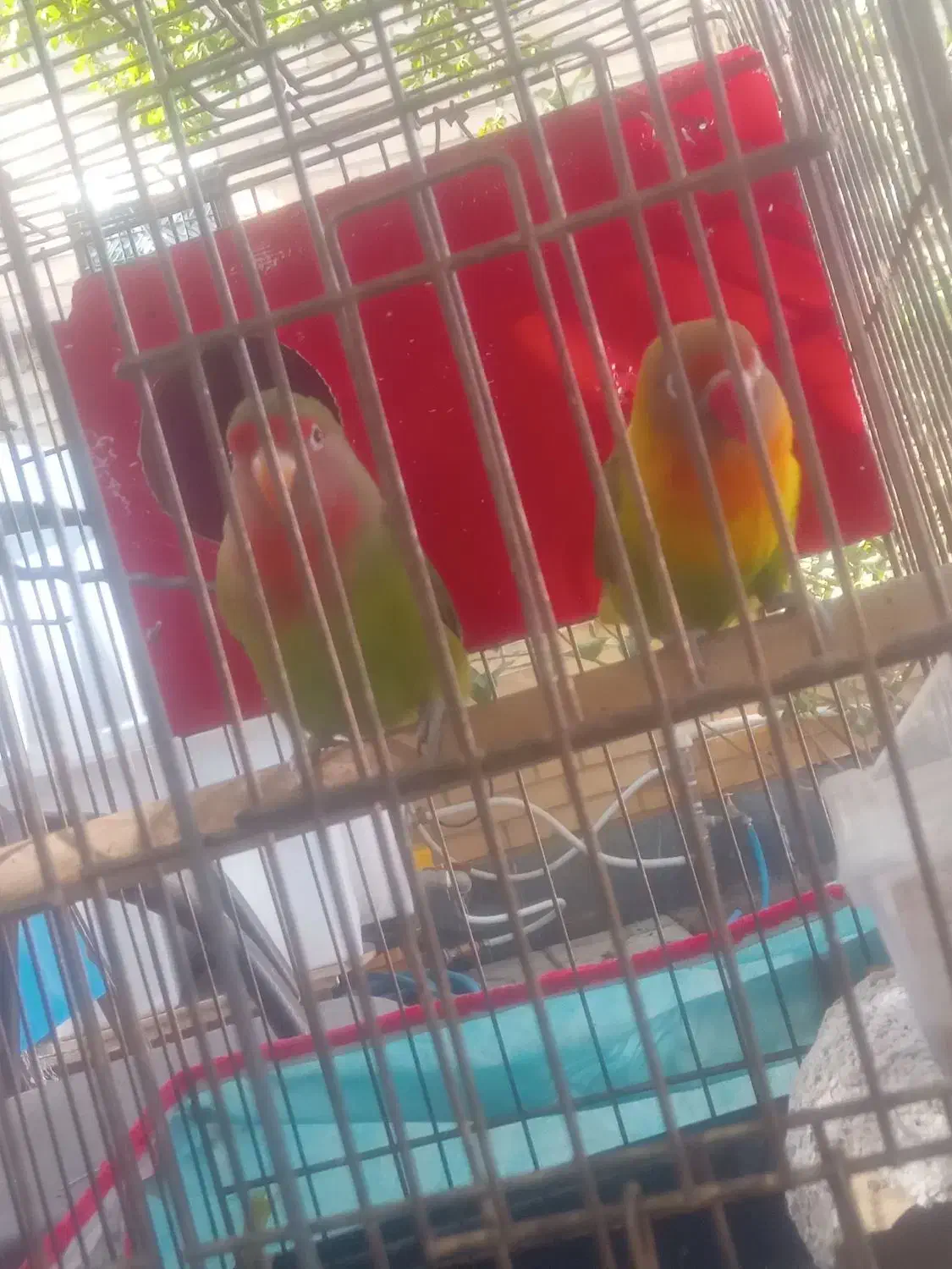 طوطی کتوله برزیلی|پرنده|شیراز, محراب|دیوار