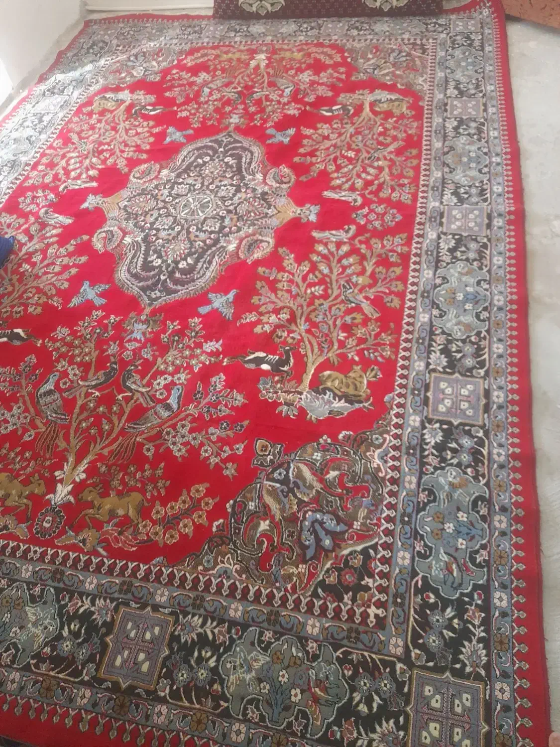 قالی 2/5در 3/5|فرش|شیروان (خراسان), |دیوار