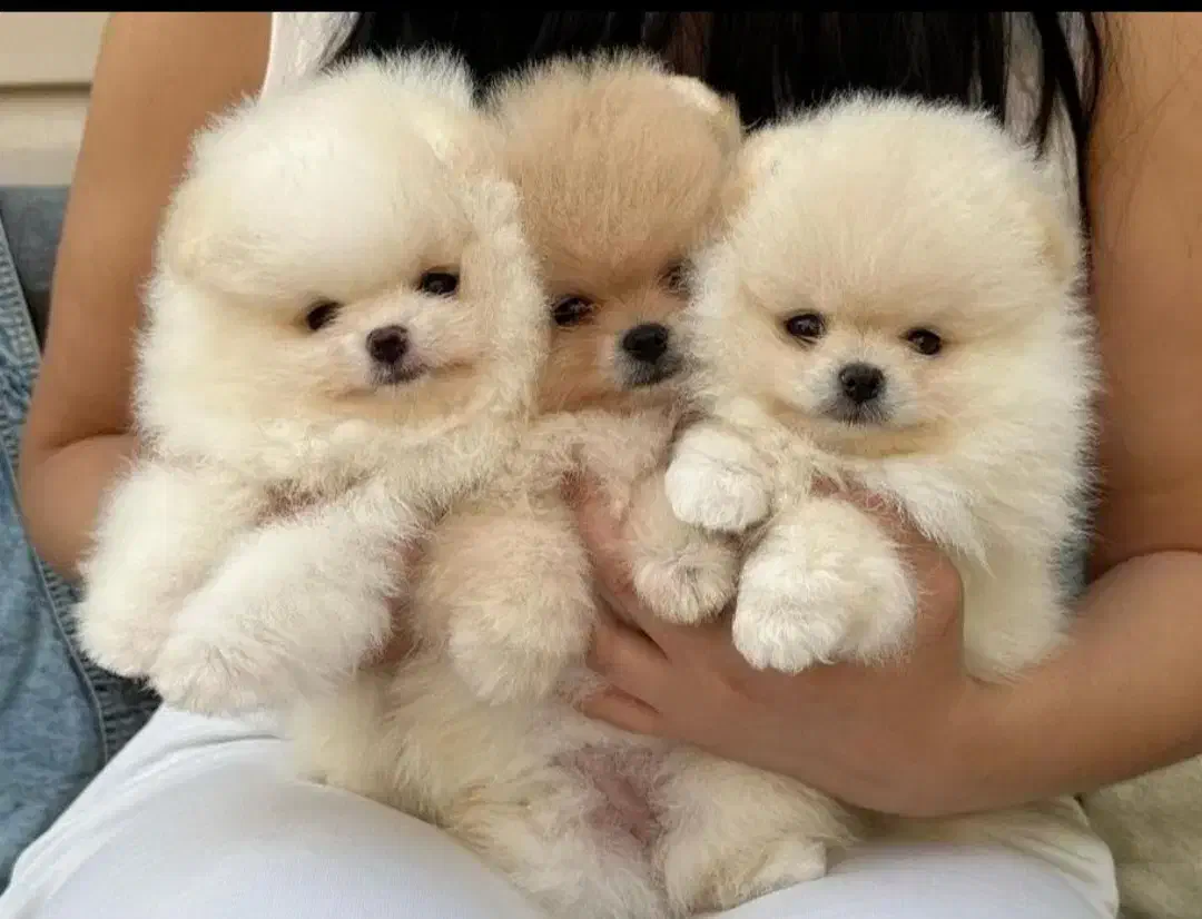 سگ های مینیاتور پاکوتاه و پشمالو واکسینه شده|سگ|خرمآباد, |دیوار