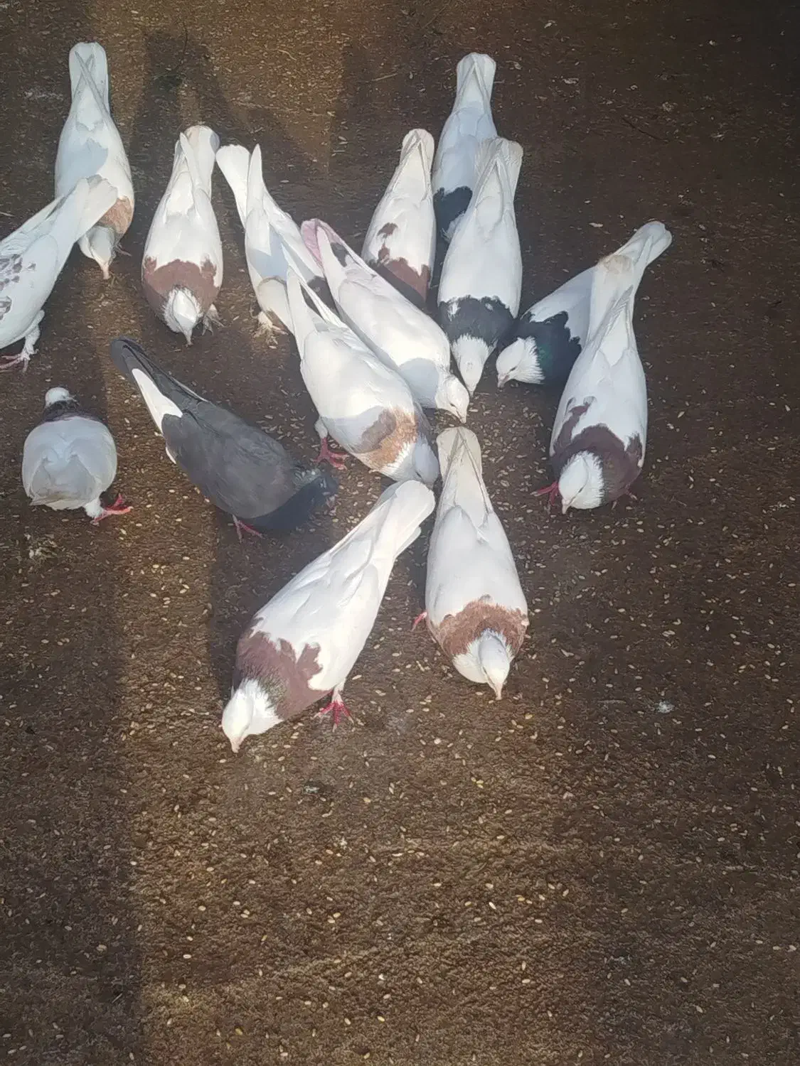 فروشی|پرنده|گتوند, |دیوار