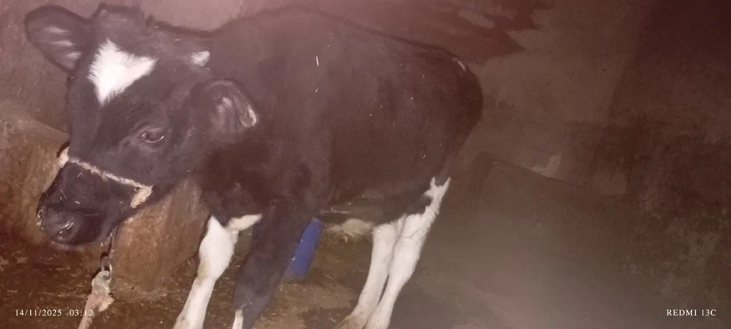 گاو و گوساله نر|حیوانات مزرعه|صحنه, |دیوار