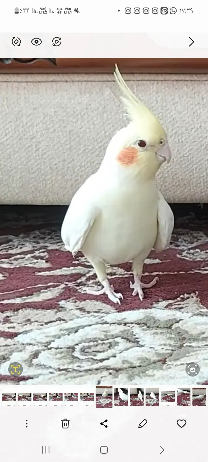 گمشده|حیوانات|نی‌ریز, |دیوار