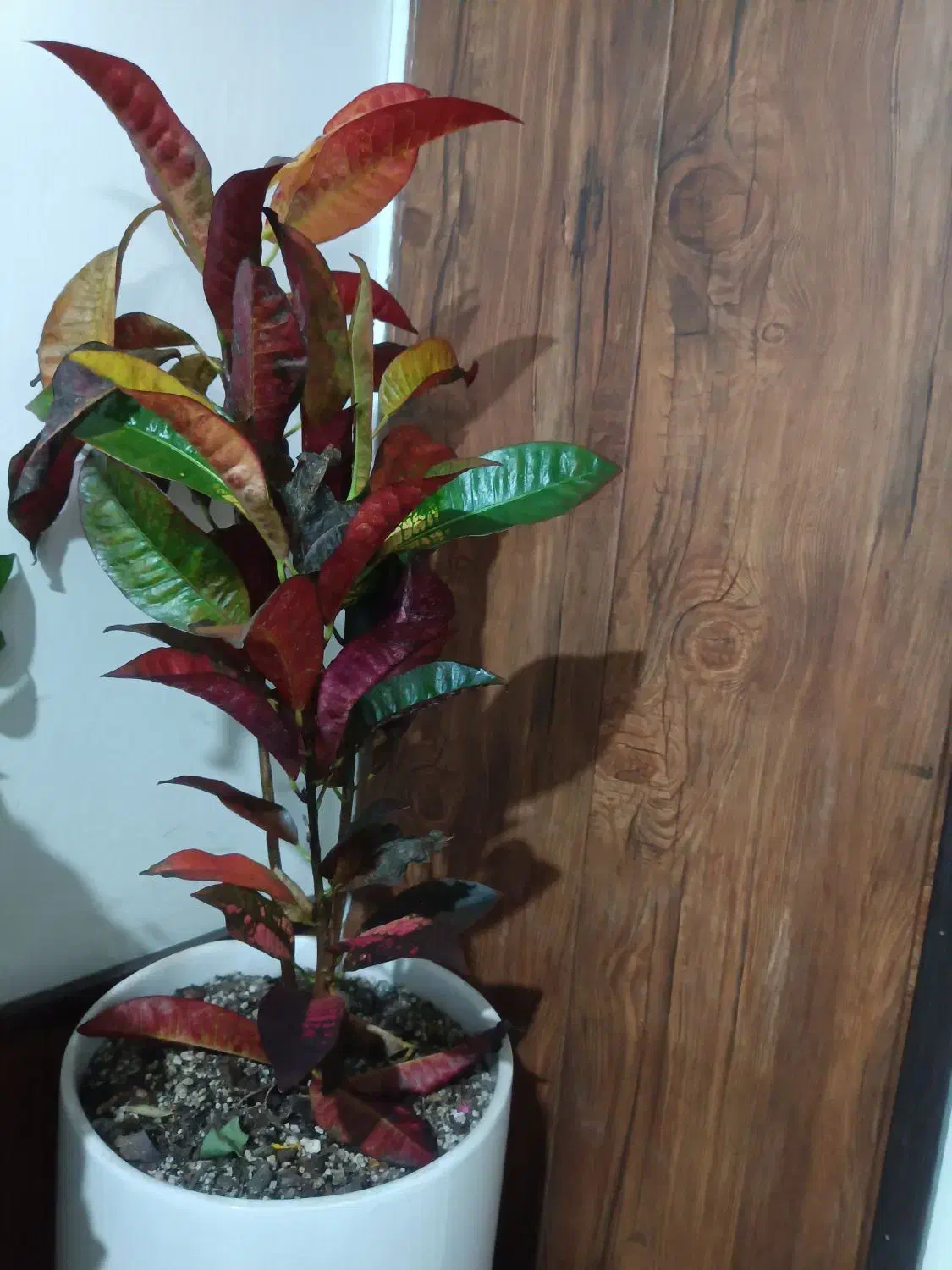 گل آپارتمانی ۷۰۰|گل و گیاه طبیعی|مشهد, شهید رضوی|دیوار