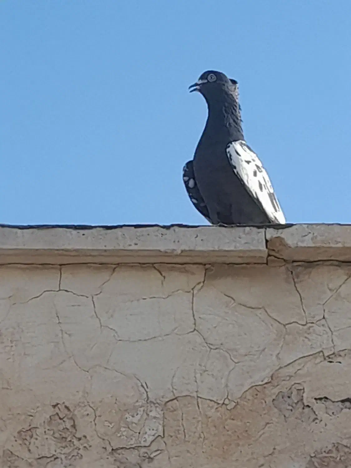 کفتر رنگی|پرنده|پردیس, فاز ۴|دیوار