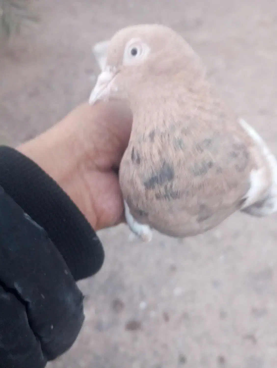 کبوتر|پرنده|بم, |دیوار