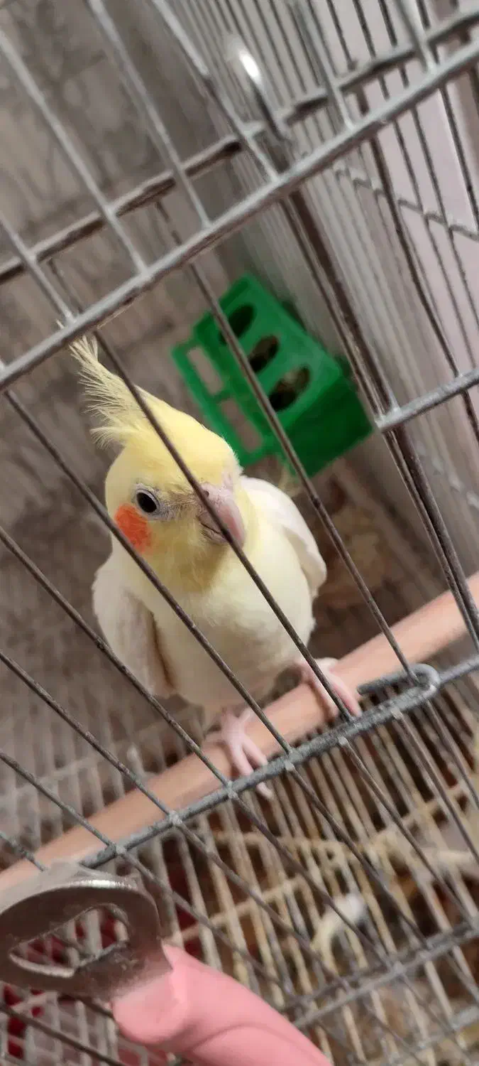 عروس پاریس|پرنده|کارون, |دیوار