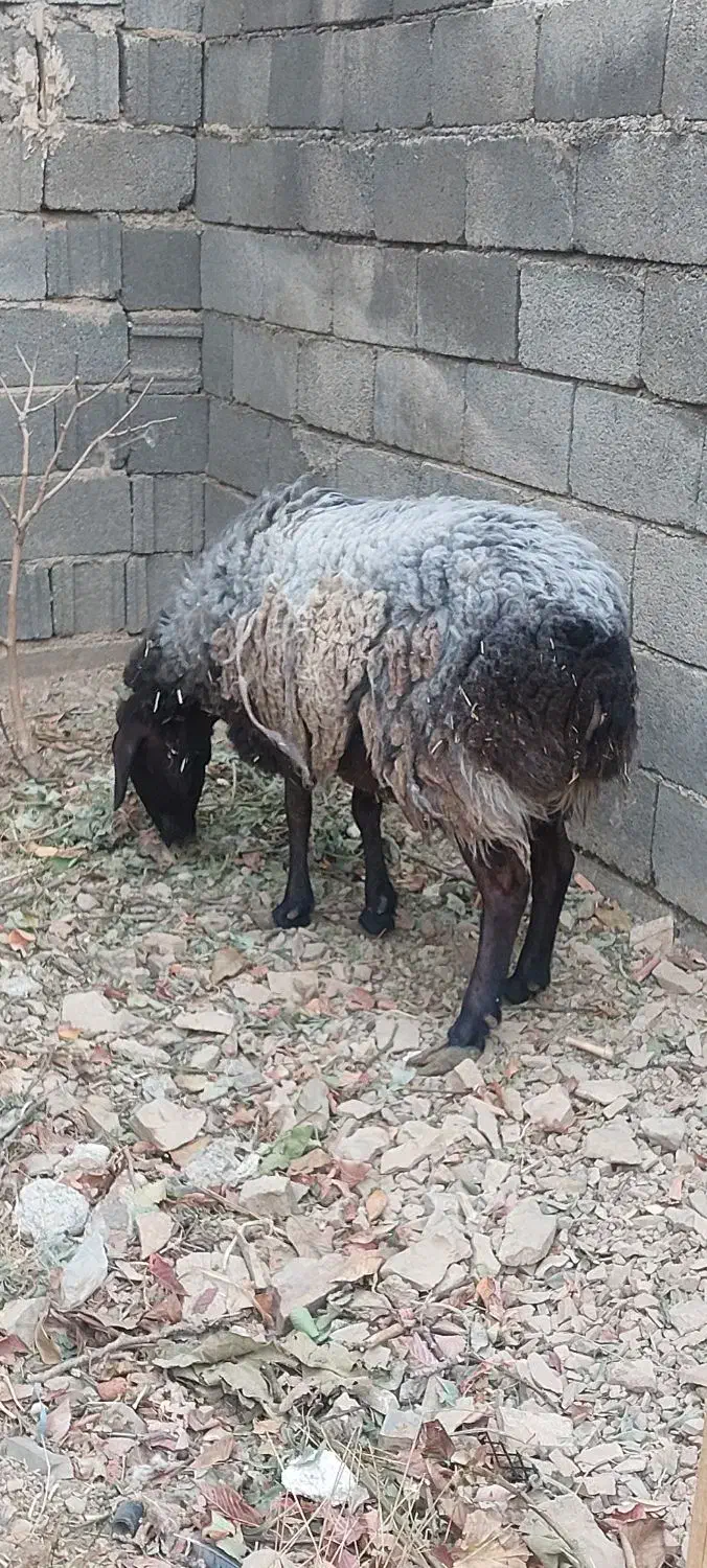 میش هترو قزل افشار آبستن چند قلو زا|حیوانات مزرعه|آسارا, |دیوار