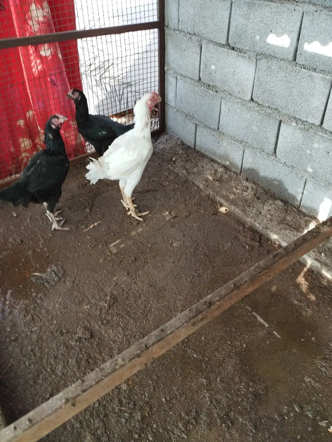 تخم مرغ|حیوانات مزرعه|بندرعباس, |دیوار