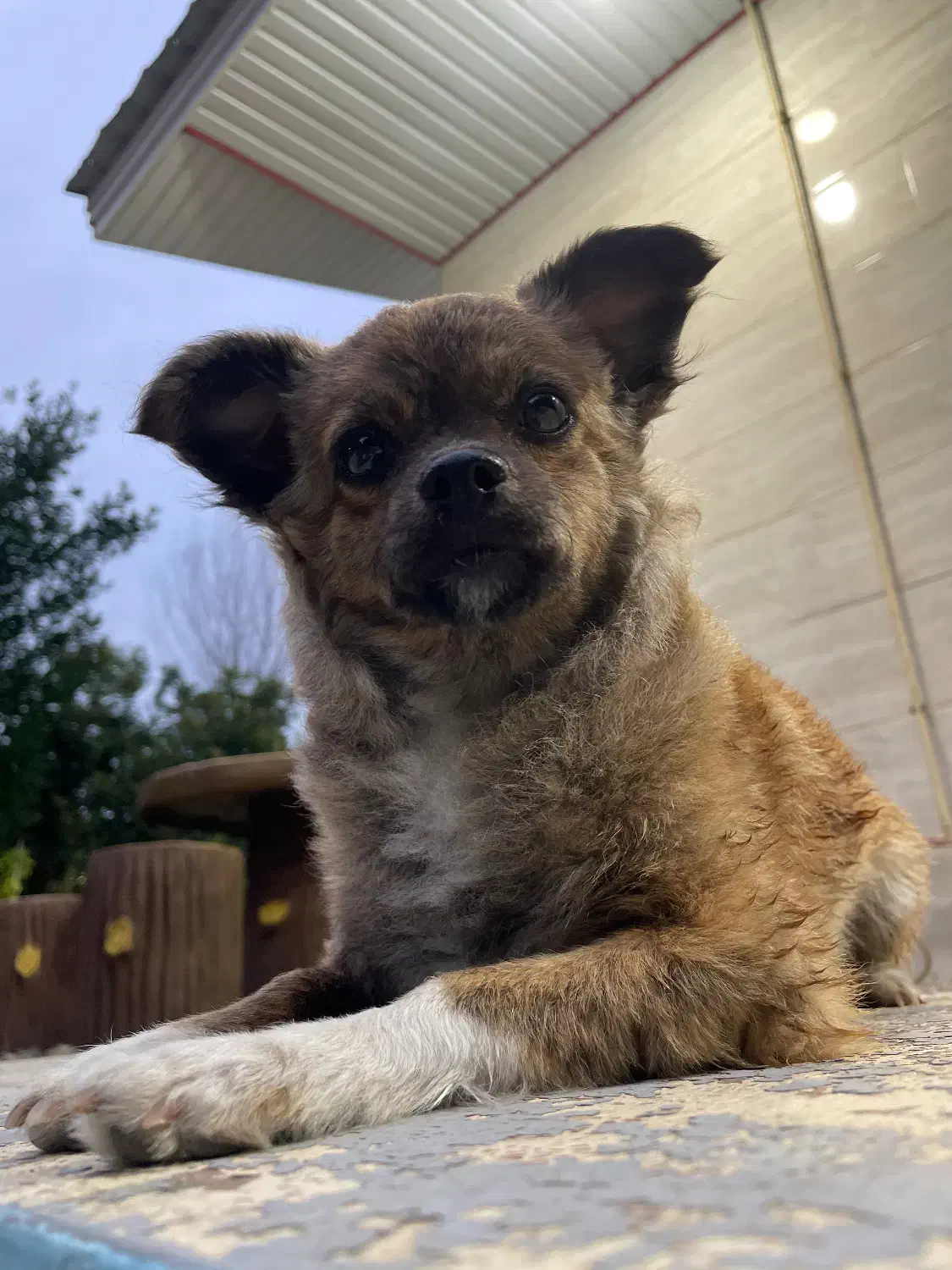 سگ گمشده|حیوانات|فومن, |دیوار