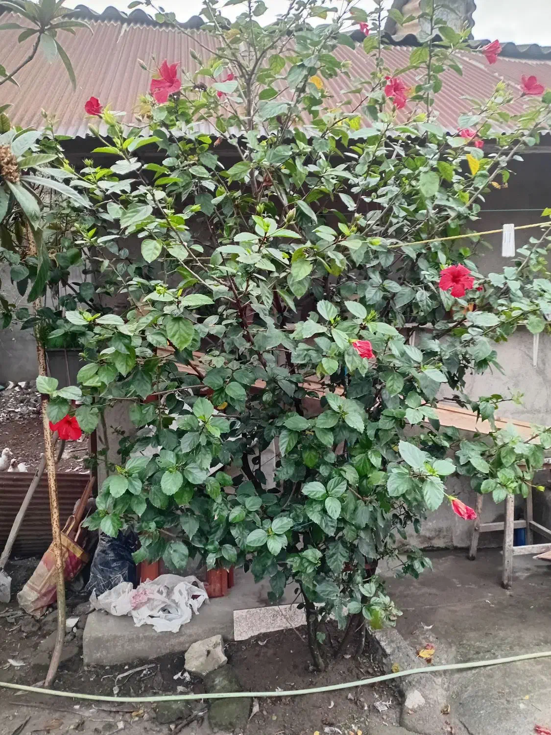 گل ختمی چینی|گل و گیاه طبیعی|بندر انزلی, نوغان|دیوار