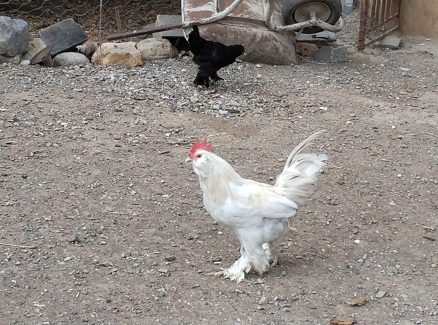 خروس ومرغ|حیوانات مزرعه|مزرعه کتول, |دیوار