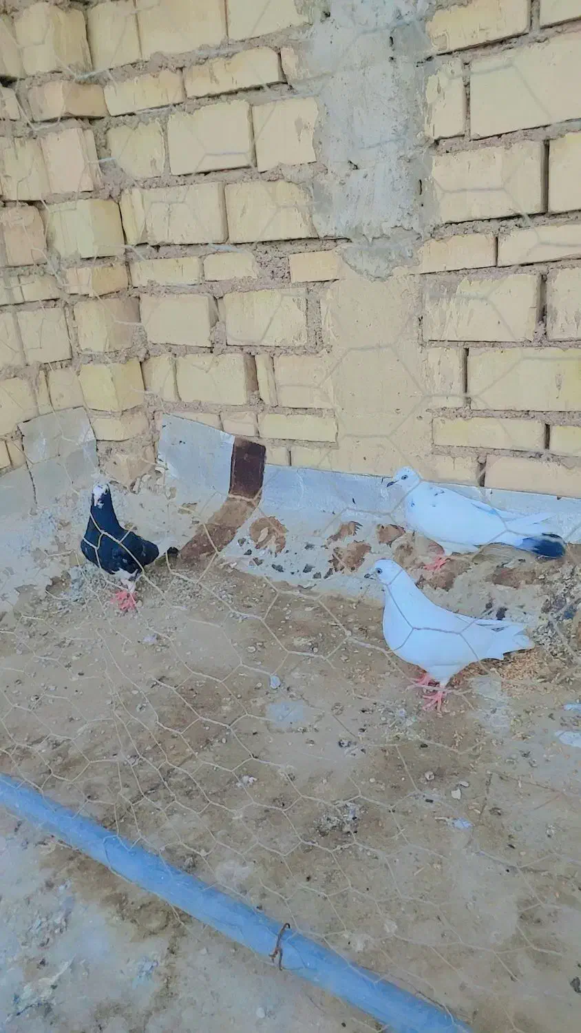 ‌کفتر|پرنده|خرمشهر, |دیوار