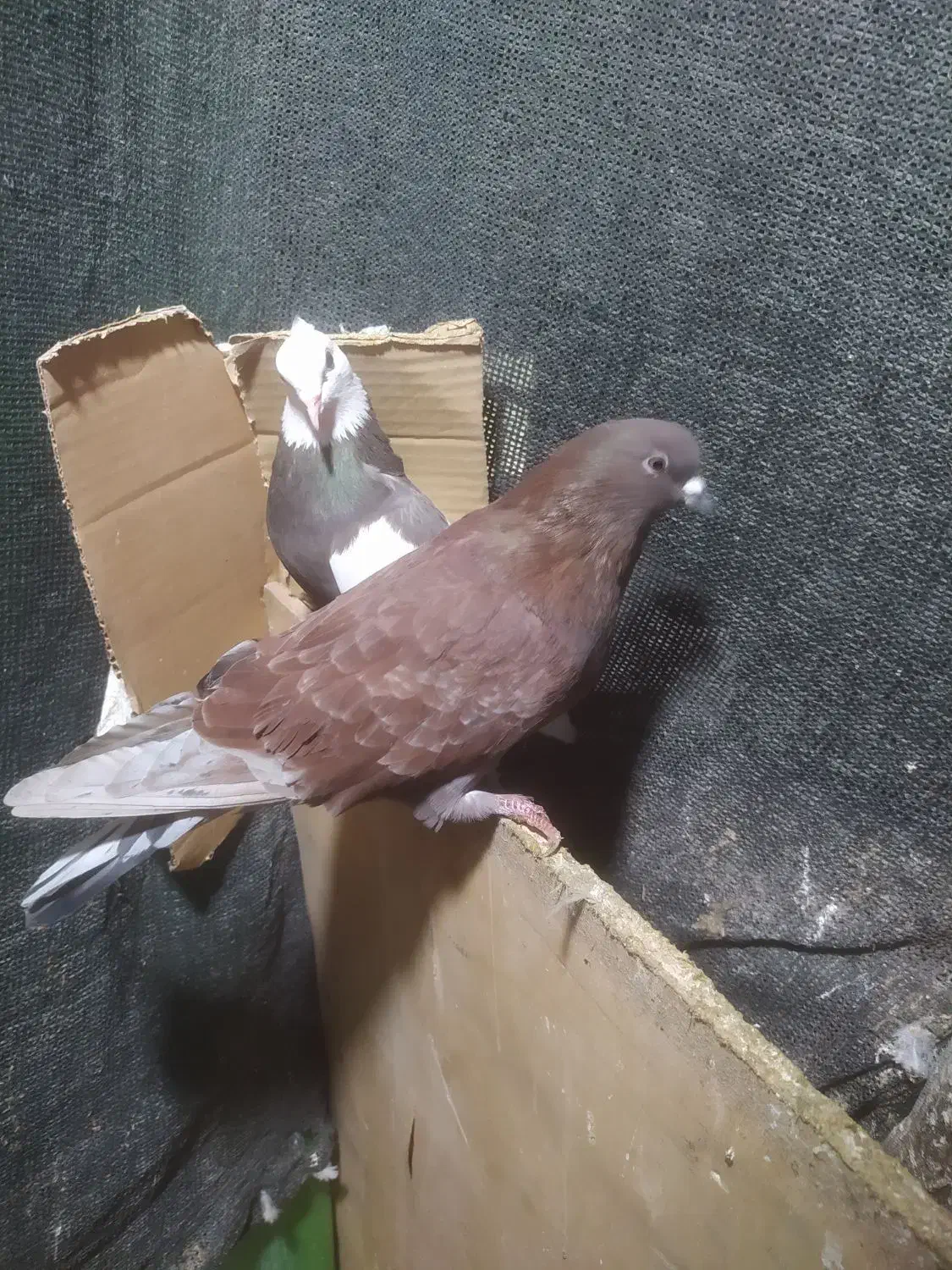 کبوتر قرمز پرشی از نسل گرگی|پرنده|قائمشهر, |دیوار