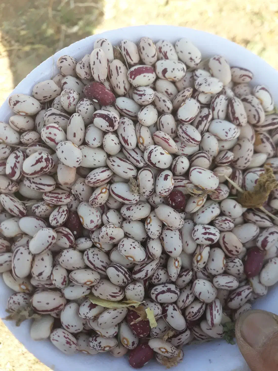 لوبیا چیتی رقم کوشا|عمده‌فروشی|داران, |دیوار